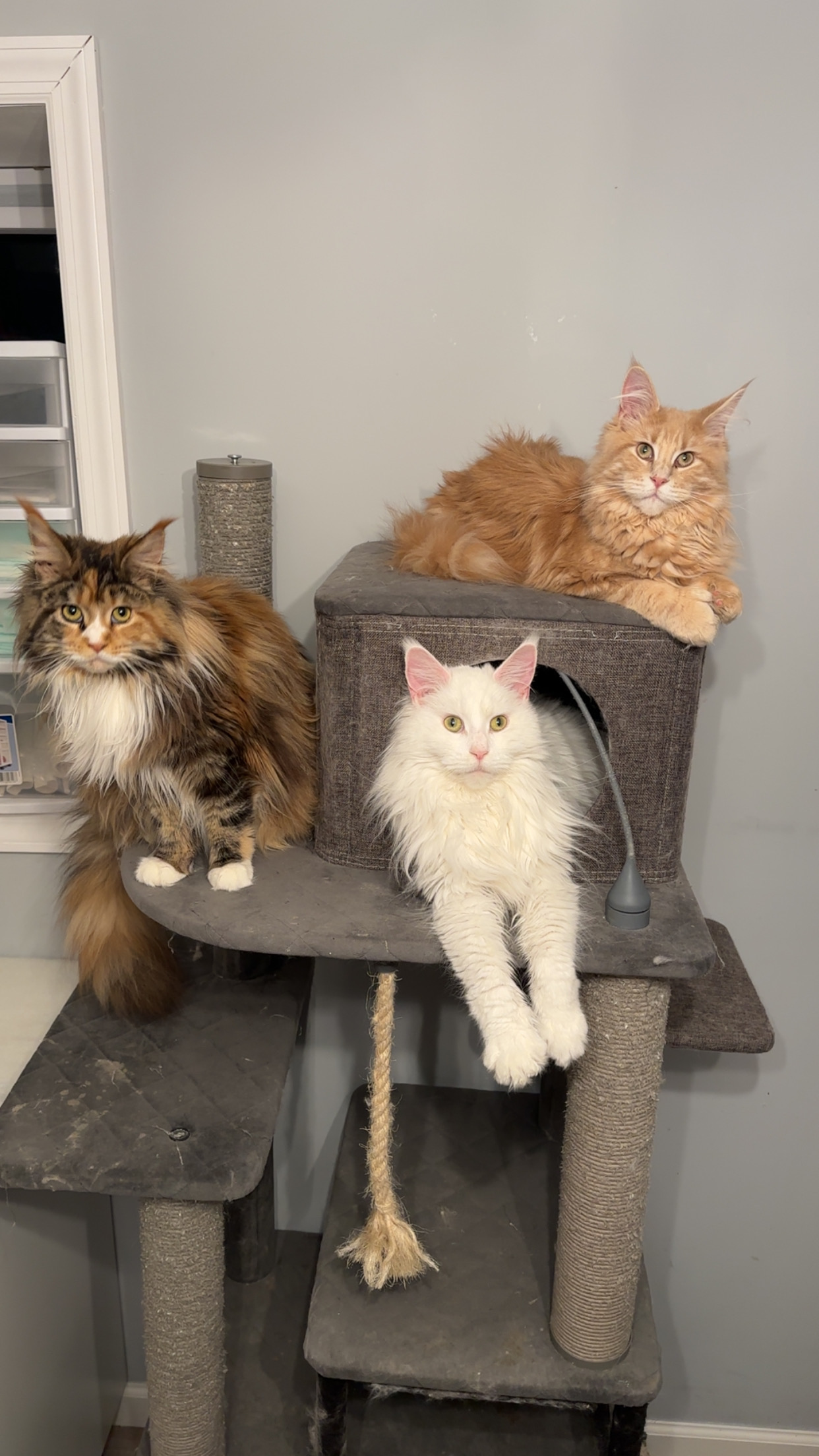 Three Long Island Maine Coons relaxing together on a cat tree